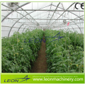 Leon high tunel plastic arch greenhouse for tomato